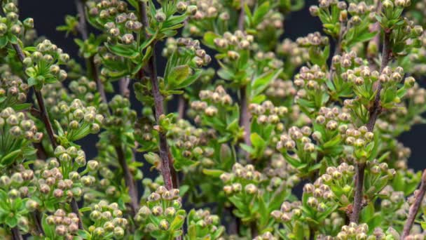 4K Upadek czasowy krzewu Spiraea — Wideo stockowe