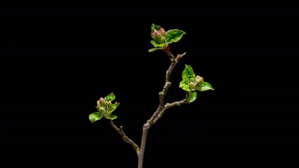 4K Time Lapse of flowering apple tree flowers — Vídeo de Stock