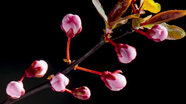 Time Lapse of flowering Cherry flowers — Stock Video