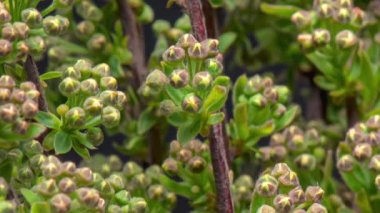 Spiraea 'nın Zaman Hızı