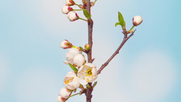 開花時間の経過桜の花 — ストック動画