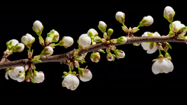 4K Time Lapso de floración Flores de cerezo — Vídeos de Stock