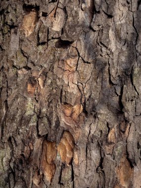 Ağaç kabuğu dokusu