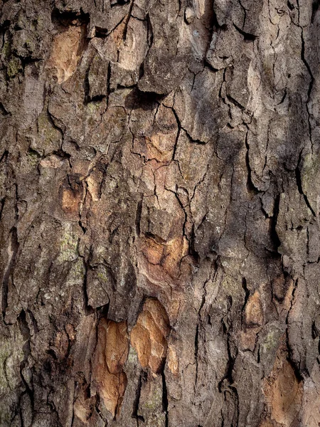 Textura de corteza de árbol —  Fotos de Stock