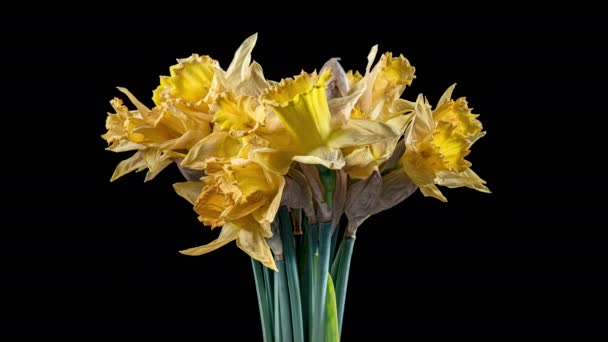 4K Time Lapse of flowering daffodil — Stock video