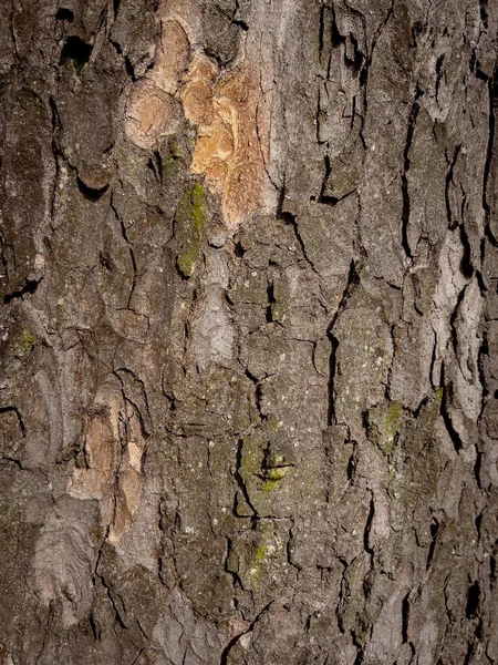 Textura de corteza de árbol —  Fotos de Stock