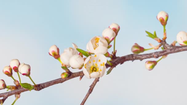 開花時間の経過桜の花 — ストック動画