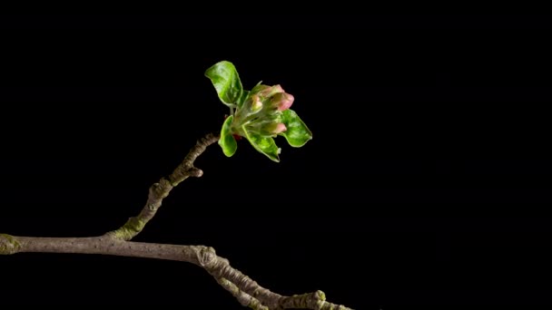 4K Time Lapse of flowering apple tree flowers — Vídeo de Stock