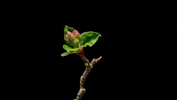 4K Délai de floraison des fleurs de pommier — Video