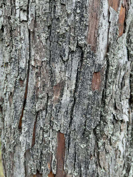 Textura da casca da árvore — Fotografia de Stock