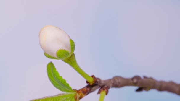 Time Lapse flores florecientes de ciruela de cereza — Vídeo de stock