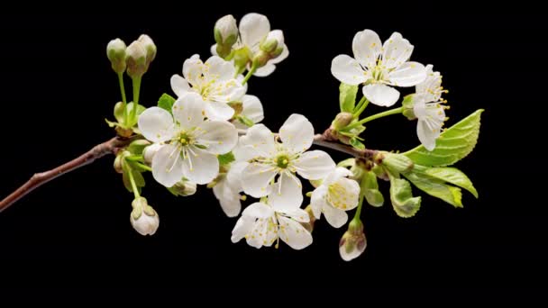 4K Time Nedgång av blommande körsbärsblommor — Stockvideo