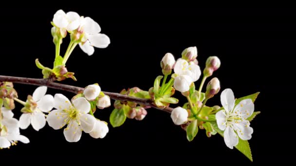 4K Time Lapse of blooming cherry flowers — Stock Video