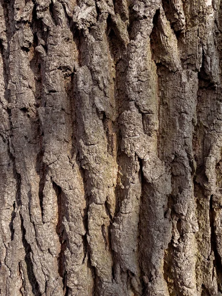 Textura de corteza de árbol —  Fotos de Stock