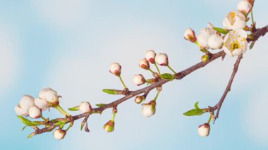 Çiçek açan kiraz çiçeklerinin zaman aşımı
