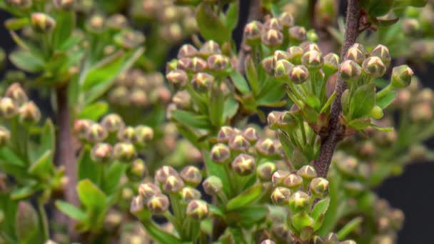 Time Lapse of Spiraea bush — Videoclip de stoc