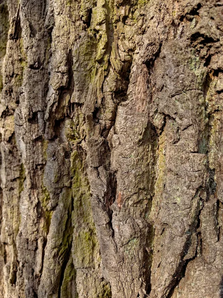 Textura de corteza de árbol —  Fotos de Stock