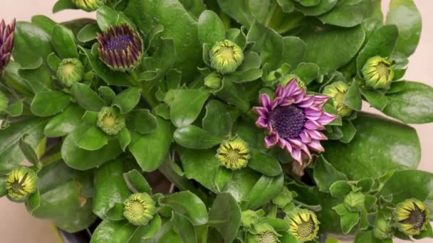 4K Tiempo de lapso de floración flores Osteospermum — Vídeos de Stock