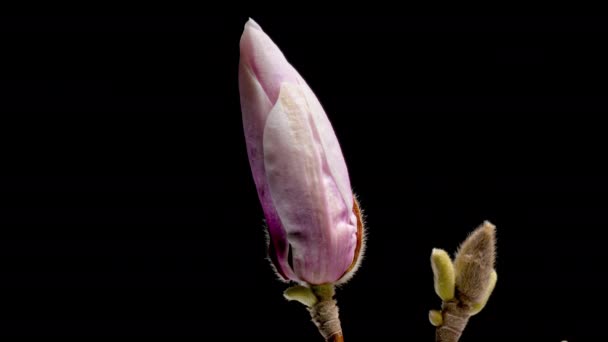 4K Time Lapse of flowering Magnolia — Vídeo de Stock