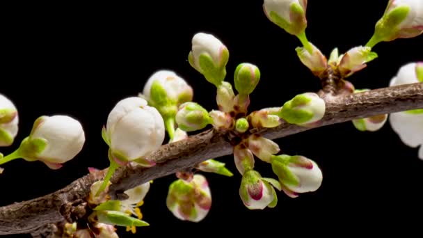 Time Lapse of flowering Cherry flowers — Stock Video