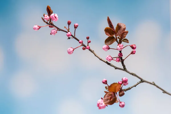 Floraison Fleurs de cerisier — Photo