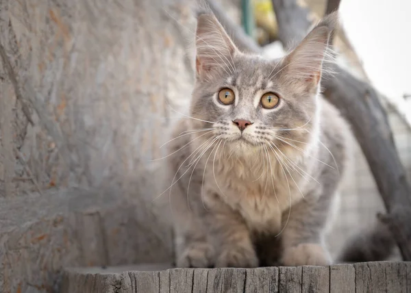 Maine Rakun dışarıda kedi yavrusu — Stok fotoğraf