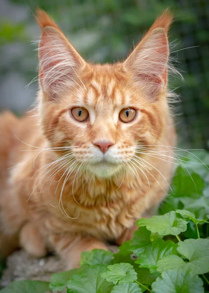 Maine Coon gatinho ao ar livre — Fotografia de Stock