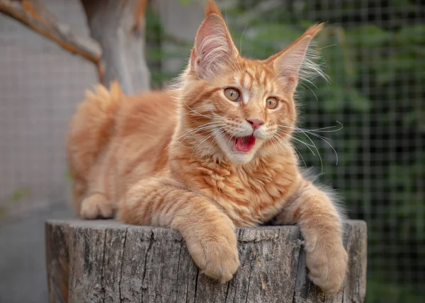 Maine Coon gatito al aire libre —  Fotos de Stock