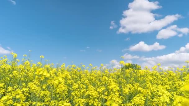 4K Time Lapse of rapeseed field — 비디오