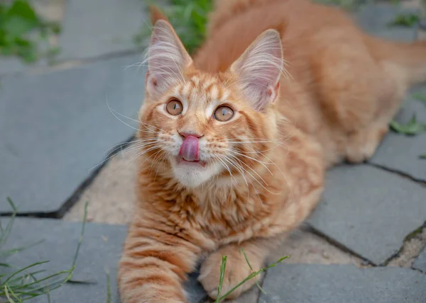 メインクーン子猫屋外 — ストック写真