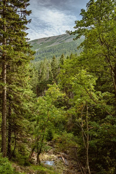 Bosque de montaña paisaje —  Fotos de Stock