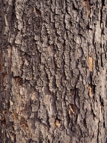 Textura de corteza de árbol —  Fotos de Stock