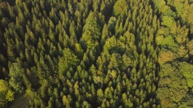 Dağdaki ormanın üzerinde uçarken