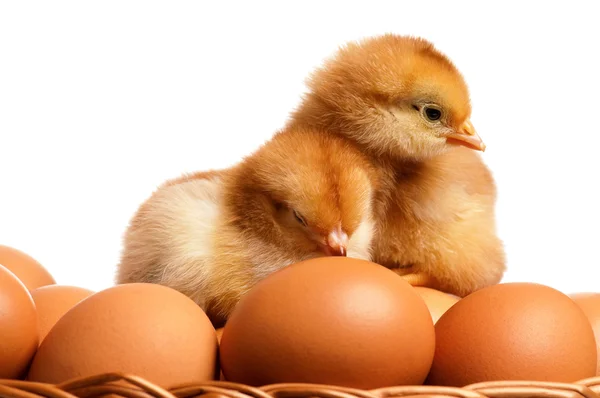 Eggs and chicken — Stock Photo, Image