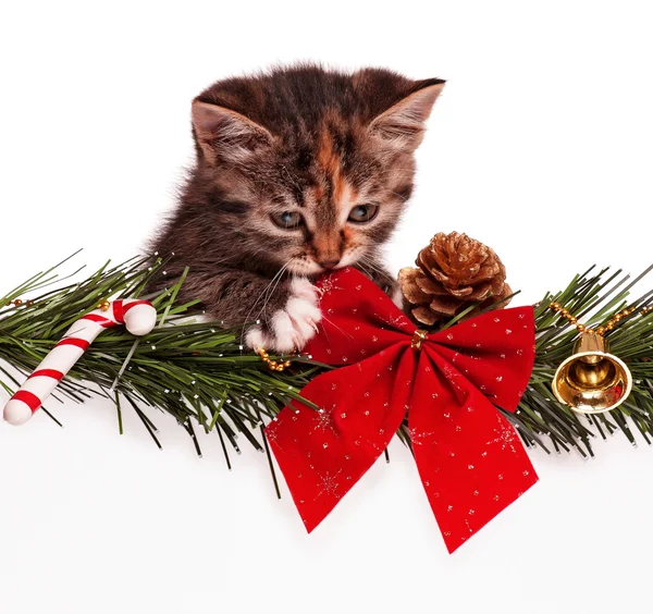 Christmas kitten — Stock Photo, Image