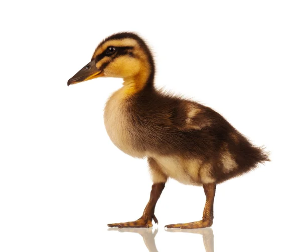 Domestic duckling — Stock Photo, Image