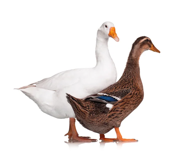 Duck and goose — Stock Photo, Image