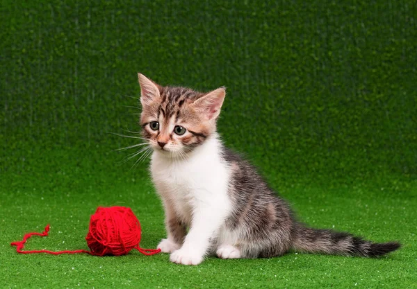 Söt kattunge — Stockfoto