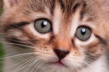 şirin kedi yavrusu
