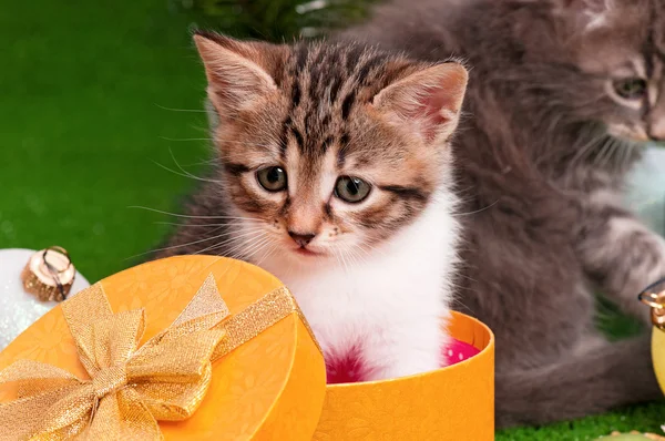 Gatinho bonito — Fotografia de Stock