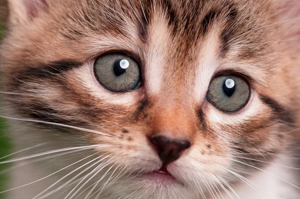 Gatinho bonito — Fotografia de Stock