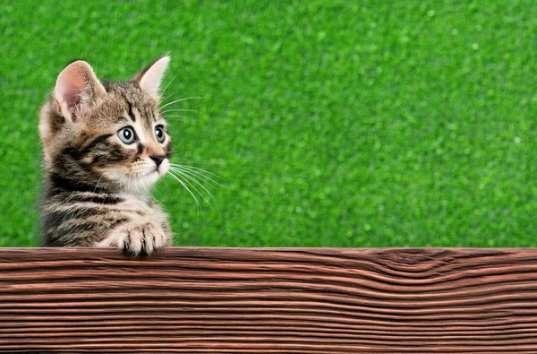 Lindo gatito — Foto de Stock