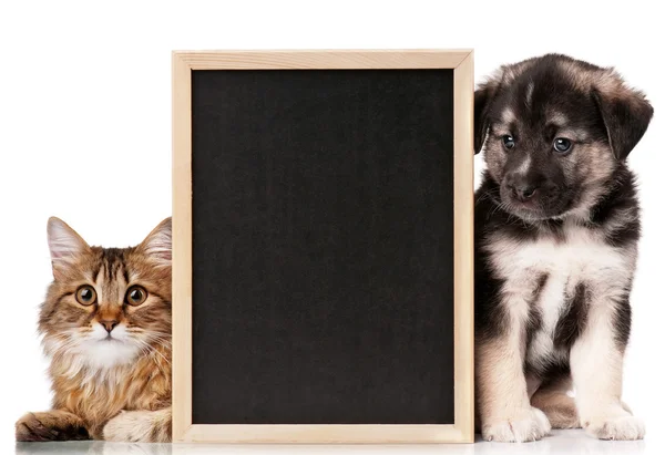 Pets with blackboard — Stock Photo, Image