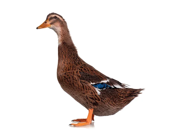 Domestic duck — Stock Photo, Image