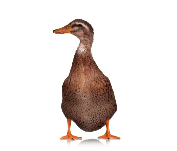 Domestic duck — Stock Photo, Image