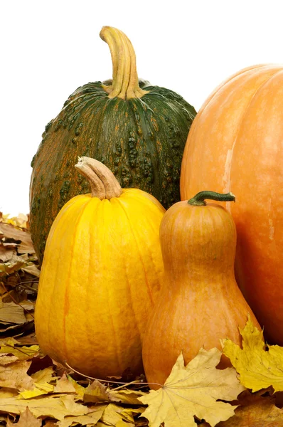 Ripe pumpkins — Stock Photo, Image