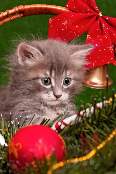 Gattino di Natale — Foto Stock
