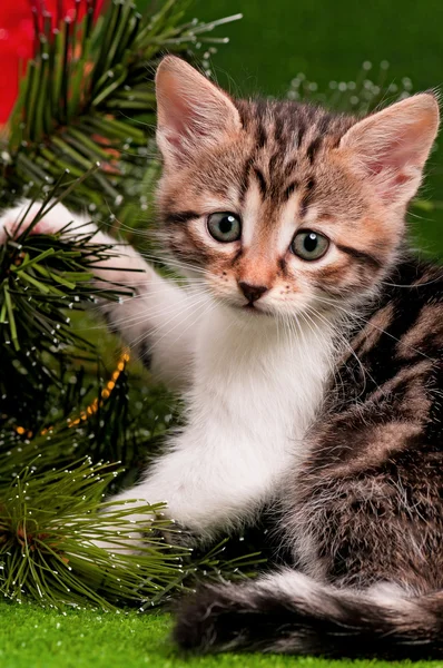 Christmas kitten — Stockfoto