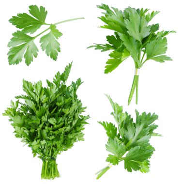 Set of fresh parsley clipart