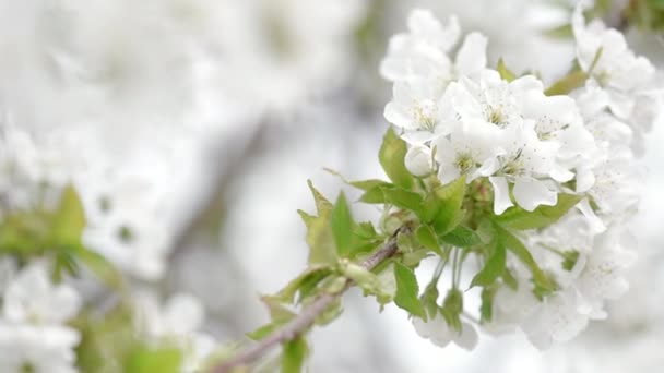 Körsbär blommor — Stockvideo